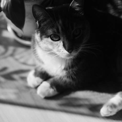 Photo #12799121