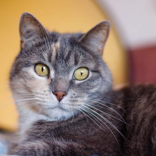 Photo #12799128