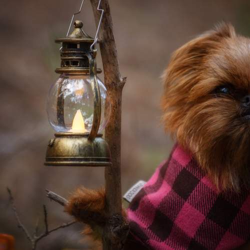 Photo #12799249