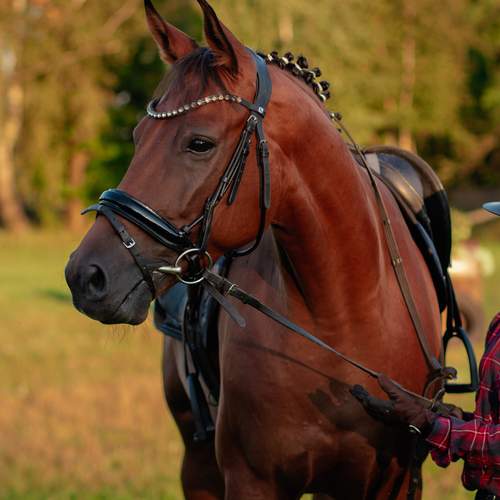 Photo #12799284