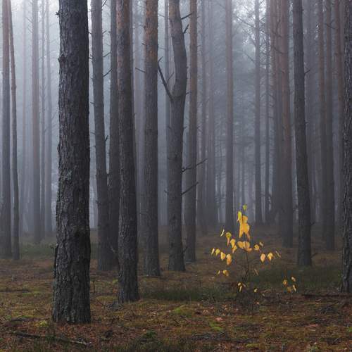 Последний штрих осени