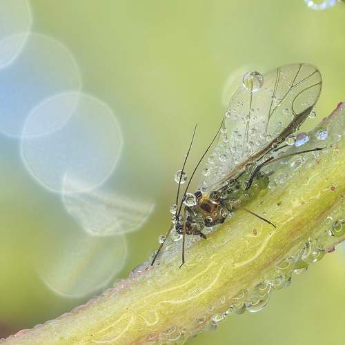 Фотография #12799744