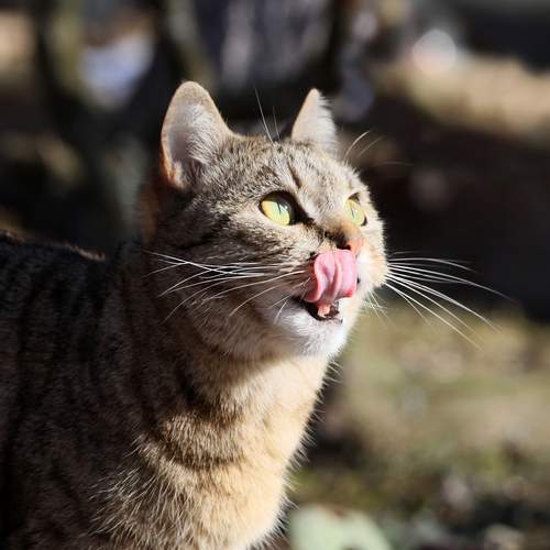 Photo #12799903