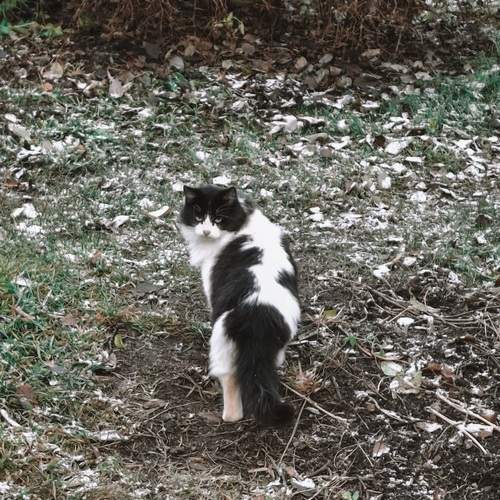 Photo #12800009