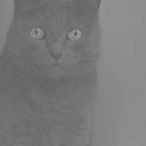 Photo #12800227