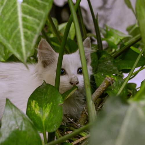 Photo #12800660