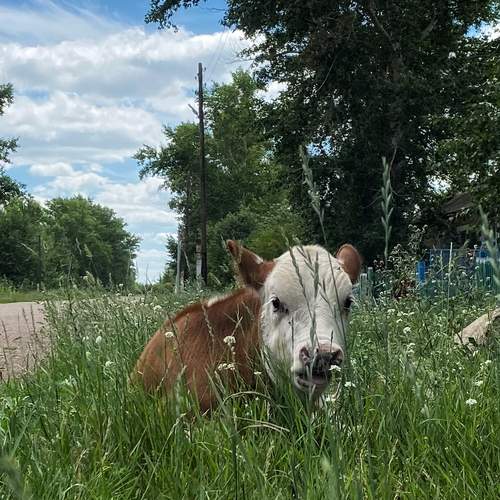 Photo #12801334