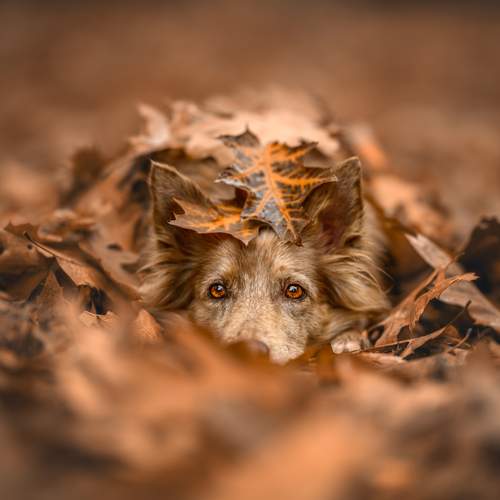 Under the autumn blanket
