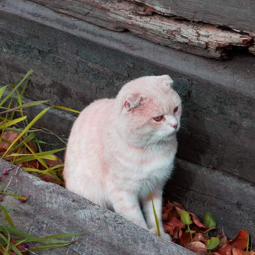 Бродячий кот