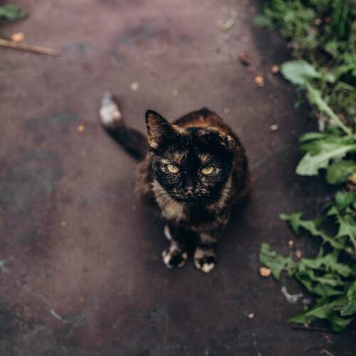 Фотография #12802687