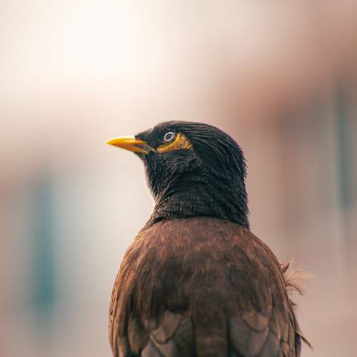 Photo #12803161