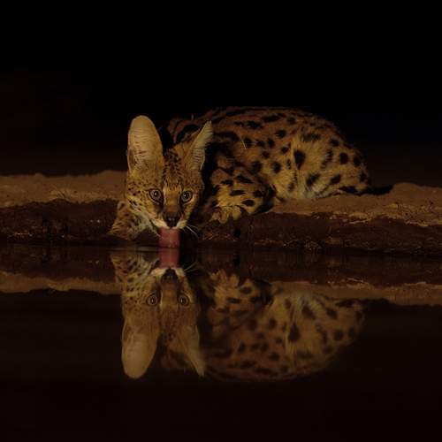Photo #12803315