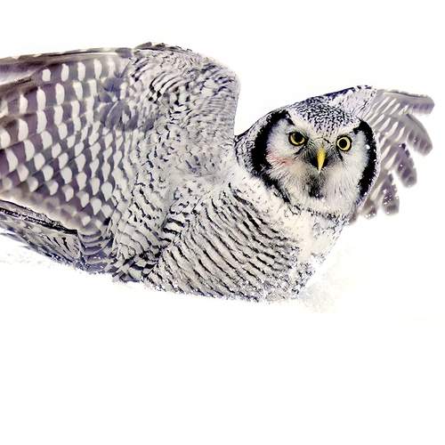 Photo #12803362