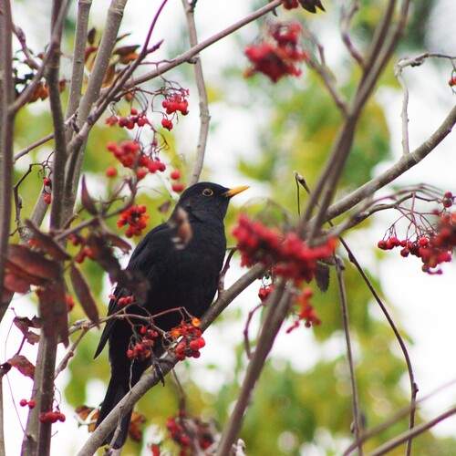 Photo #12803829