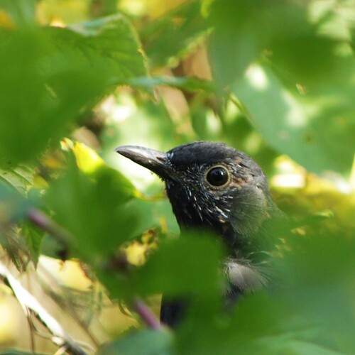 Photo #12803831