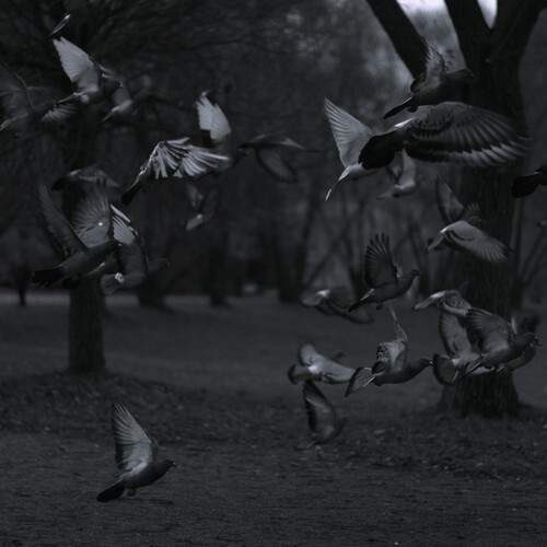 Photo #12803922