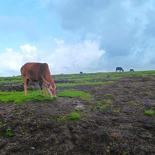 Photo #12804845