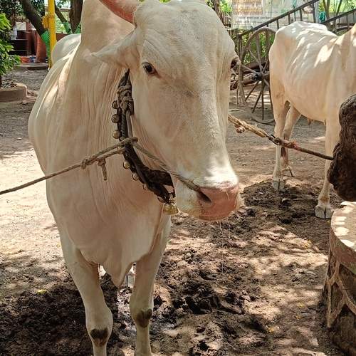 Photo #12804991