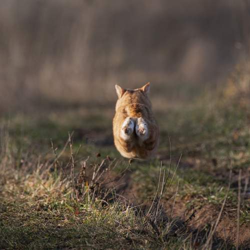 Photo #12805192