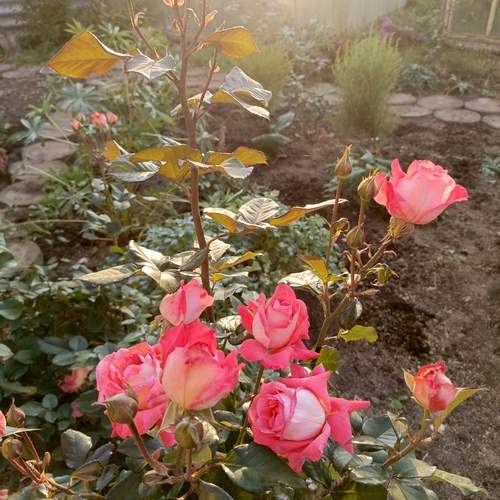 Photo #12805868