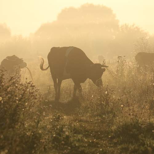 Фотография #12805880