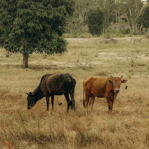 Photo #12805988