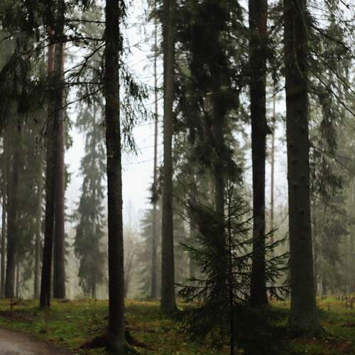 Photo #12806005