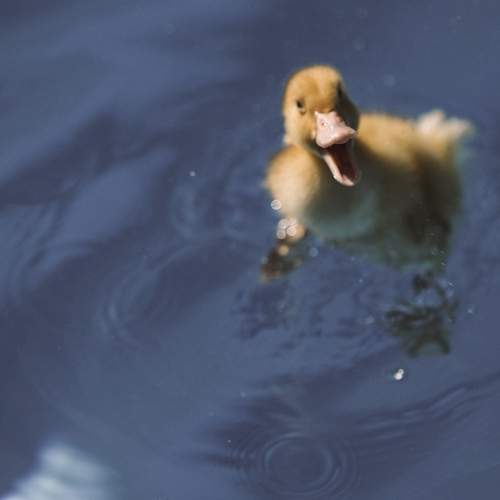 Photo #12806032