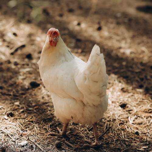 Photo #12806043