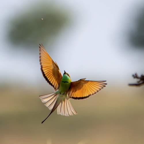 Photo #12806044