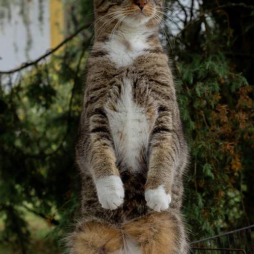 Photo #12806239