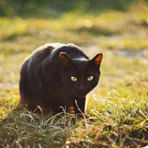 Photo #12806527