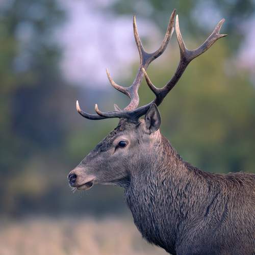 Фотография #12806548