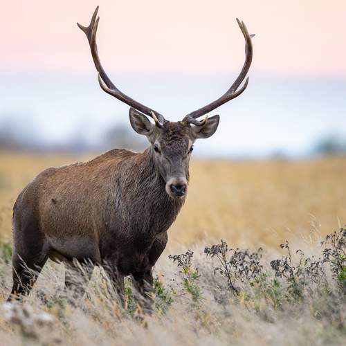 Фотография #12806558