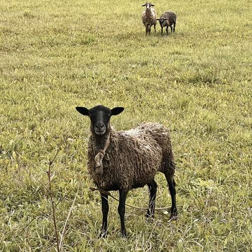 Photo #12806962