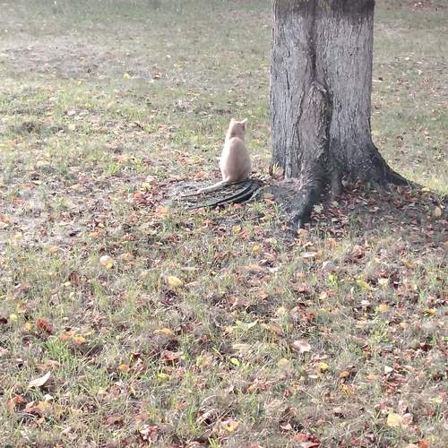 Photo #12806989