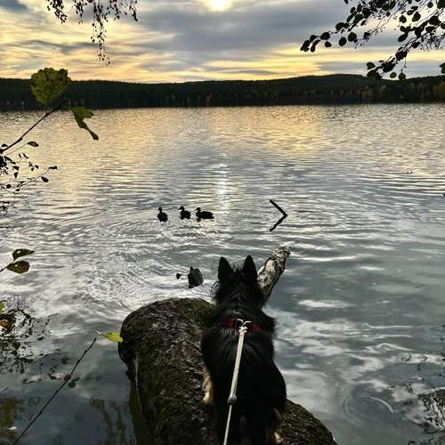 Photo #12807285