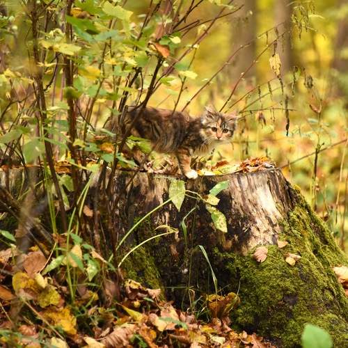 Photo #12807441