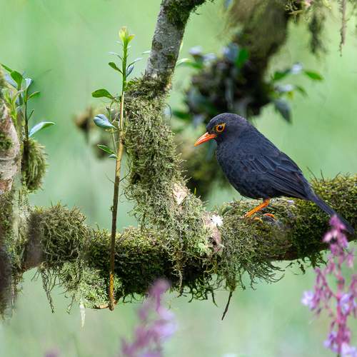 Фотография #12807747