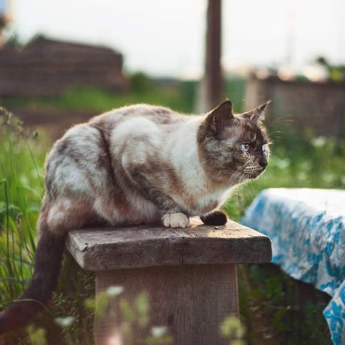 Photo #12808127