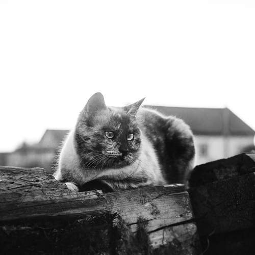 Photo #12808181