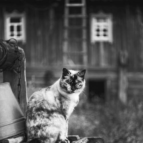 Photo #12808641