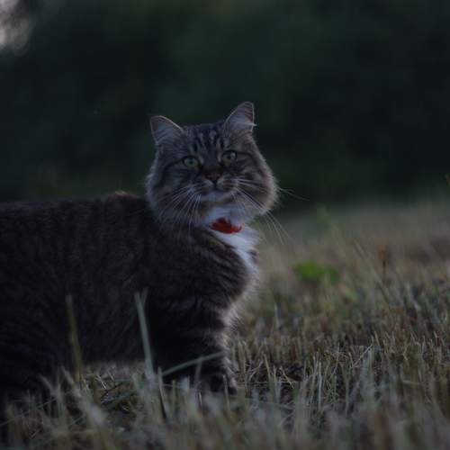 Photo #12808674