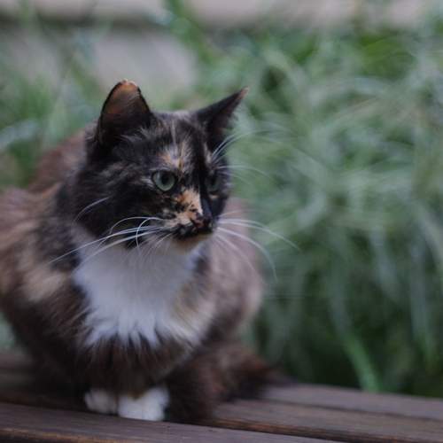 Photo #12808679