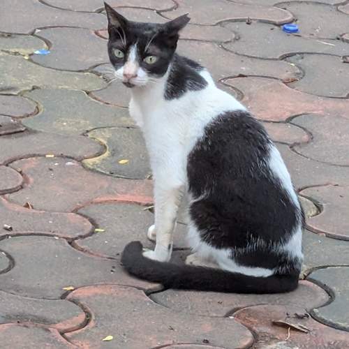 Photo #12808771
