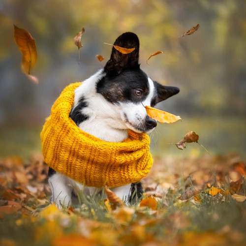 Фотография #12809065