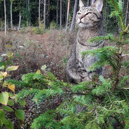 Photo #12809205