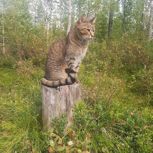 Photo #12809206