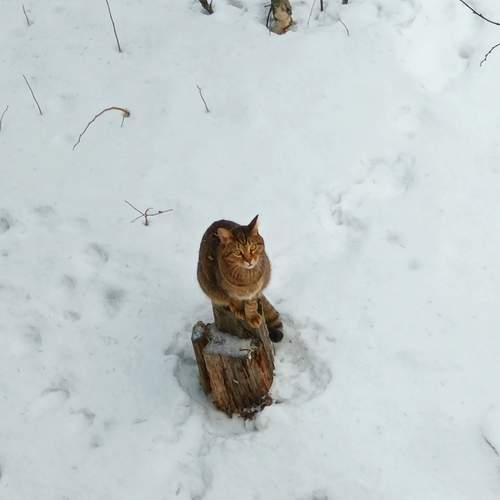 Photo #12809241