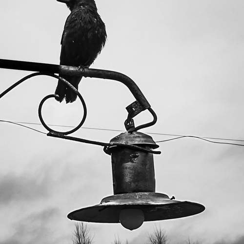 Photo #12809680